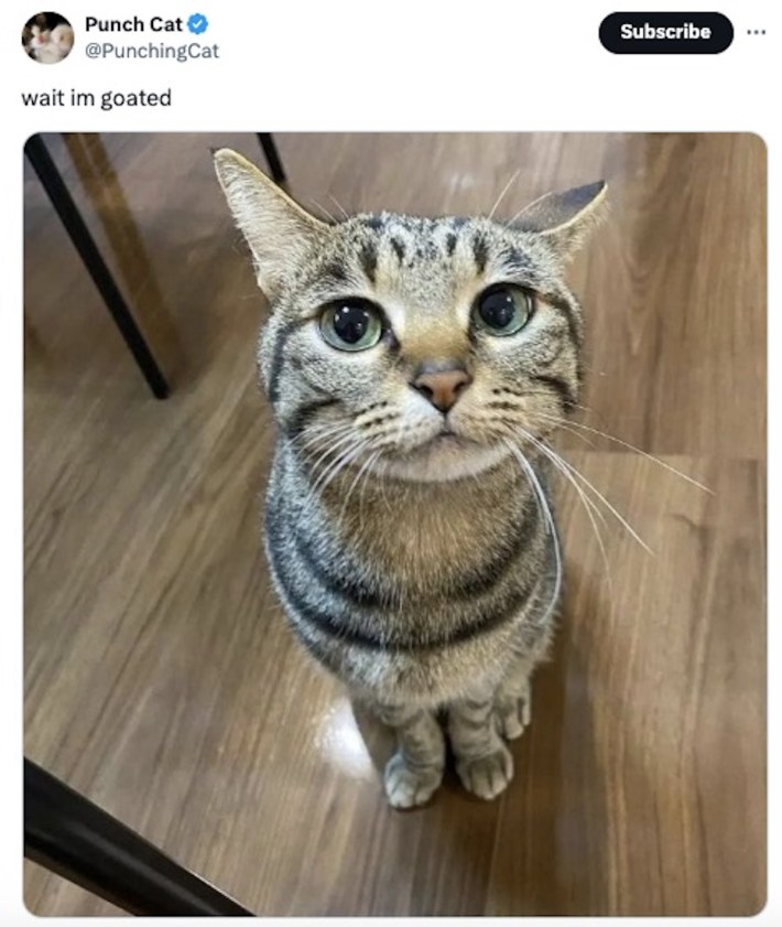 Wait I'm goated Meme with a tabby cat with big eyes