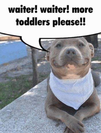waiter waiter more toddlers please pitbull
