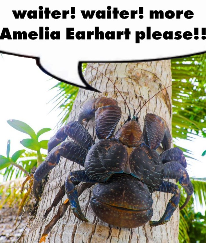 giant crab that says "waiter waiter more amelia earhart please"