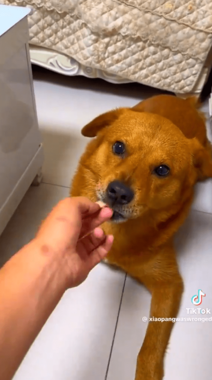 Screenshot of a very orange dog being fed roasted duck.