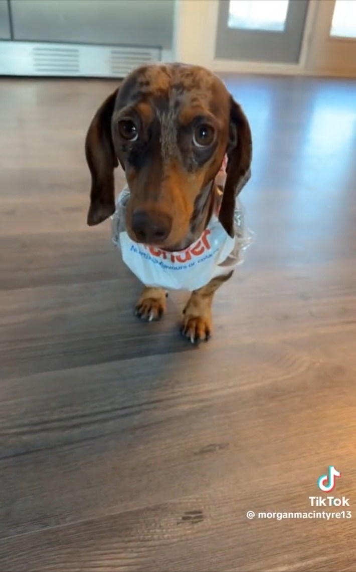 Daschund in hot dog costume