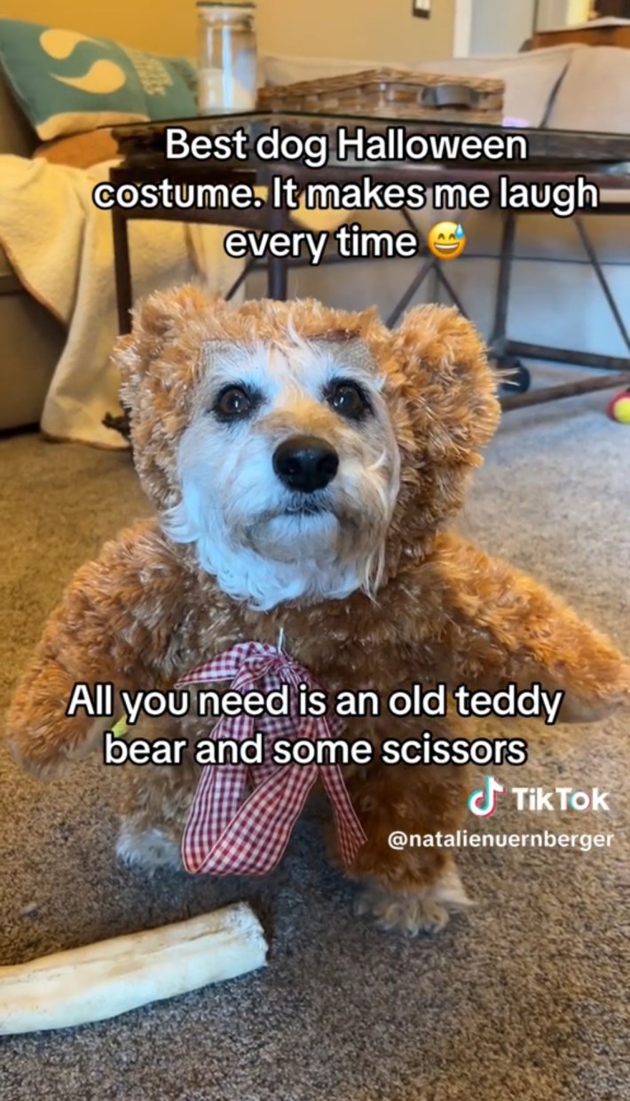 Dog in teddy bear costume