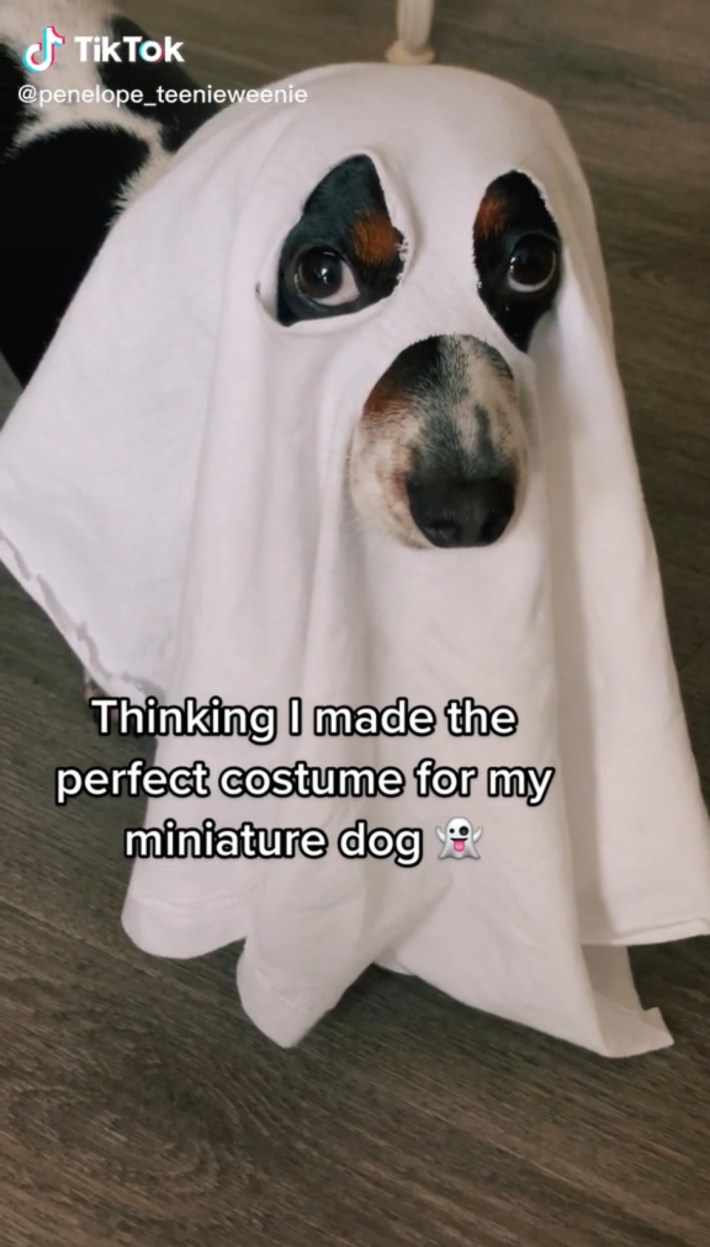 Dog in ghost costume