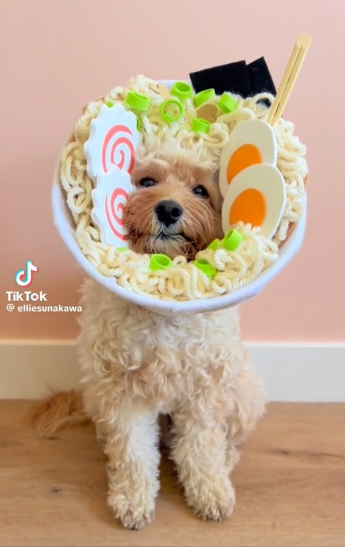 Dog as ramen bowl