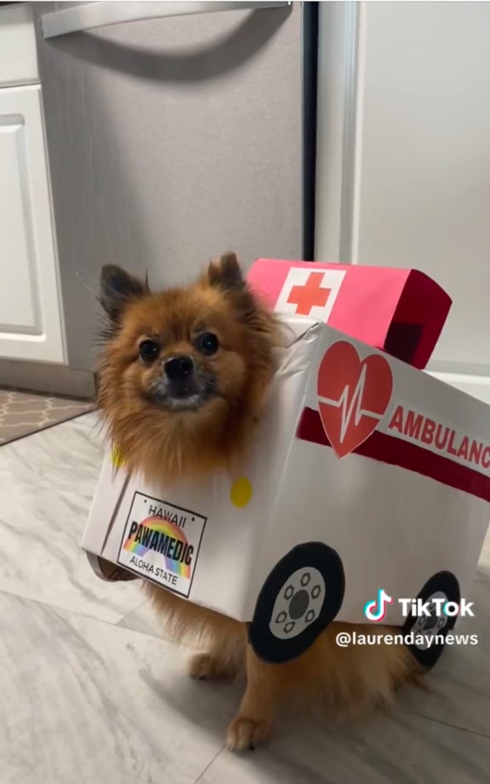 Pomeranian dog in ambulance costume
