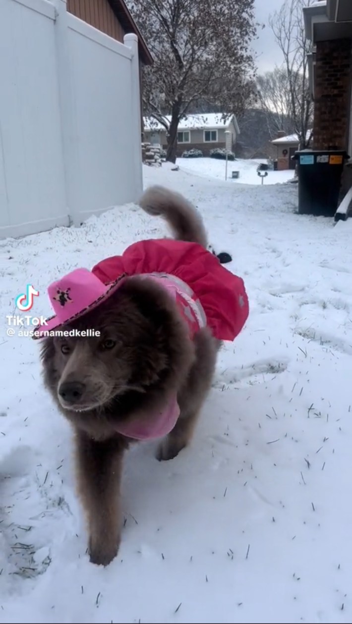 Dog in Chappell Roan costume