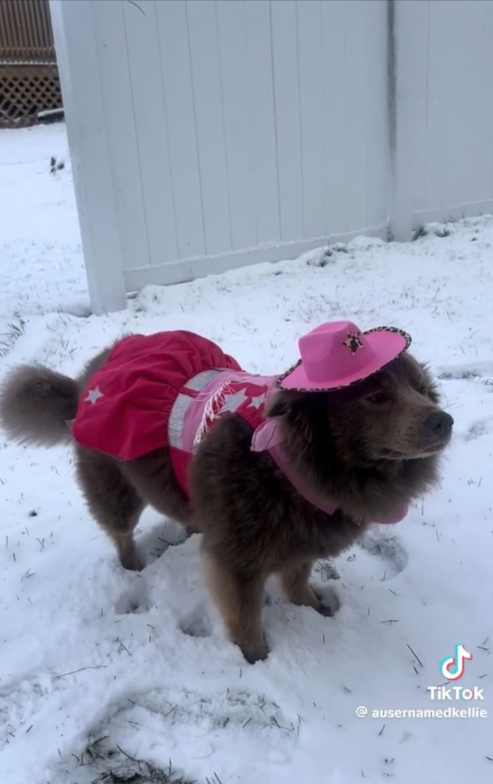 Dog in Chappell Roan costume
