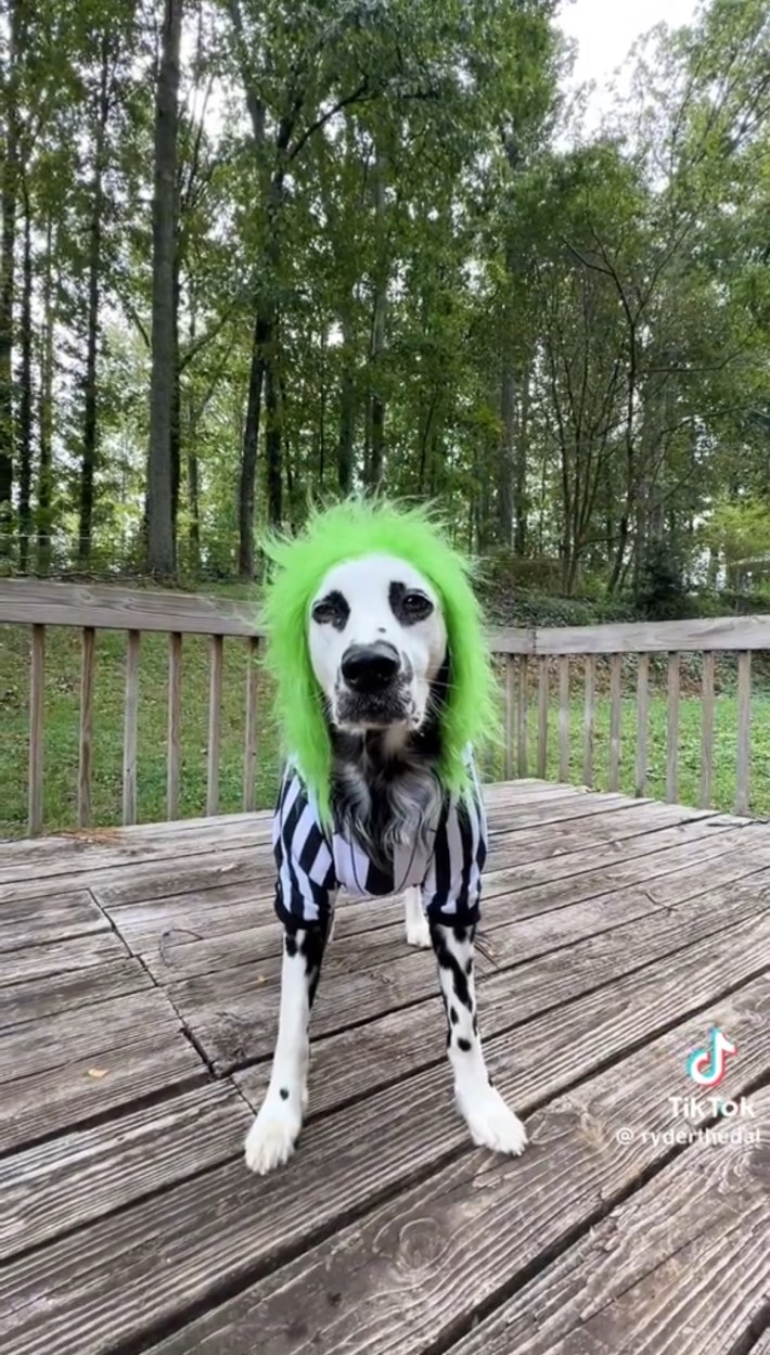 Dog in Beetlejuice costume