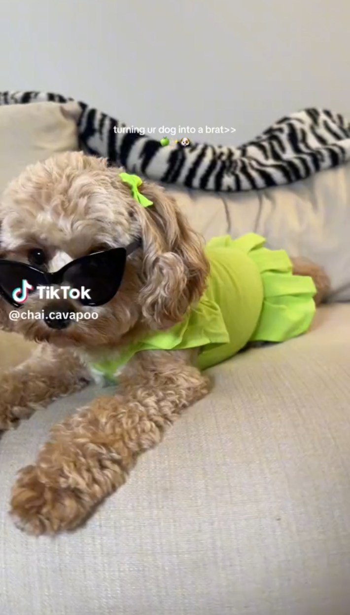 Cavapoo in sunglasses and lime green dress