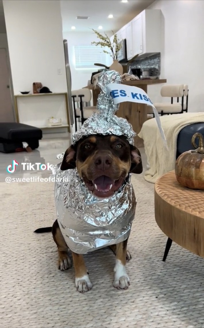 Chihuahua in Hershey's Kisses costume