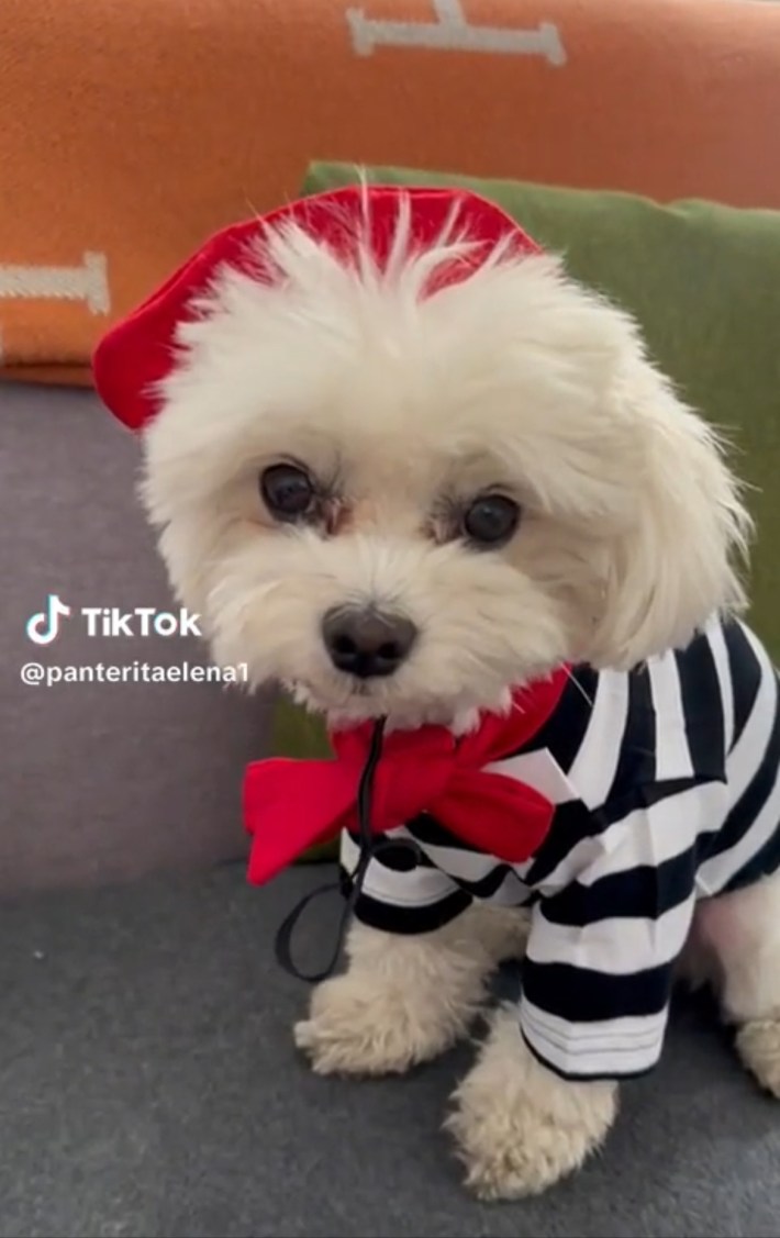 Dog in red beret and striped shirt