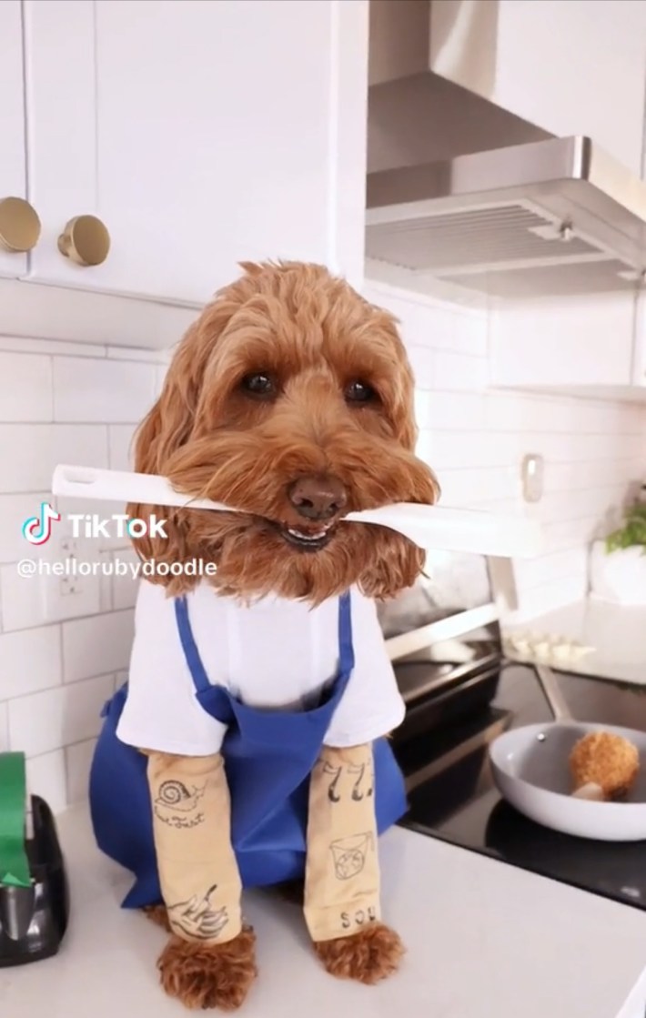 Doodle dog as Carmy from The Bear