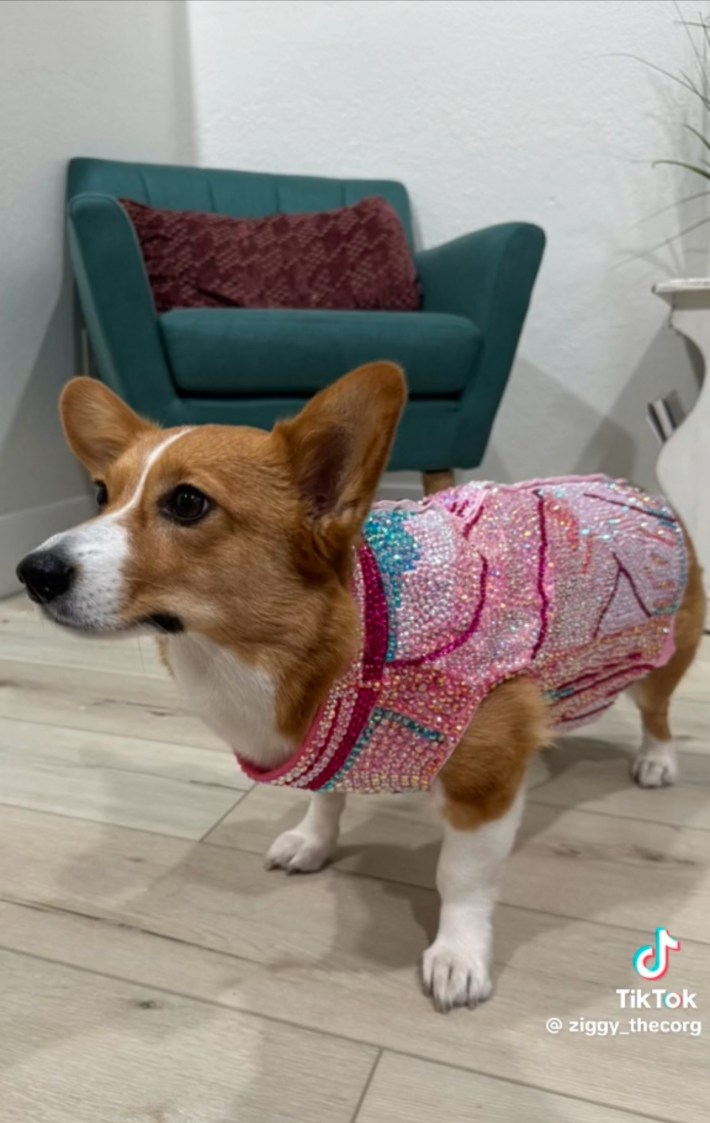 Corgi in Lover costume