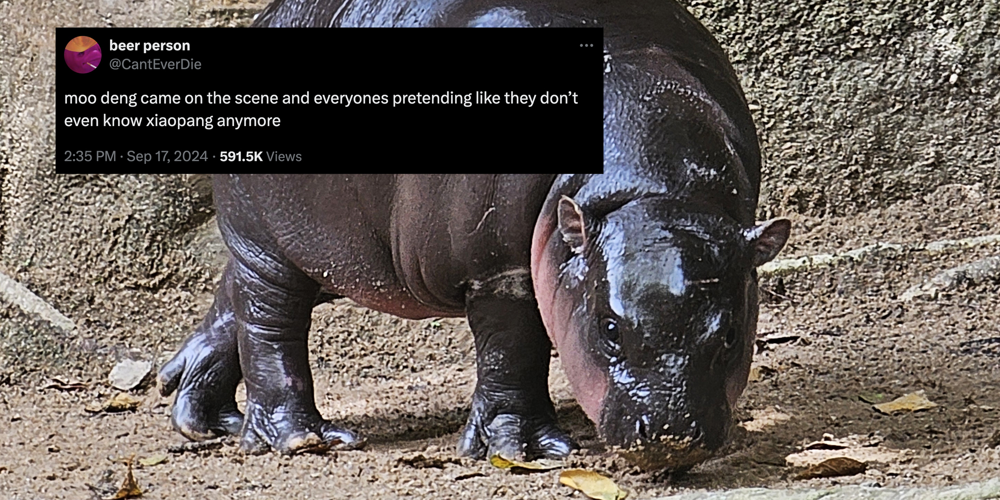 Moo Deng, pygmy hippo with tweet that says "Moo Deng came on the scene and everyones pretending like they don't even know xiaopang anymore."