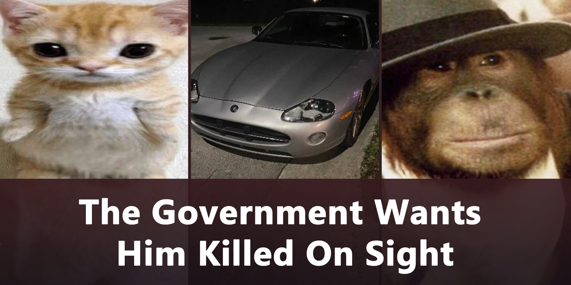 stretched out image of a kitten(l) Grey Jaguar Car(c) Monkey wearing a hat(r)