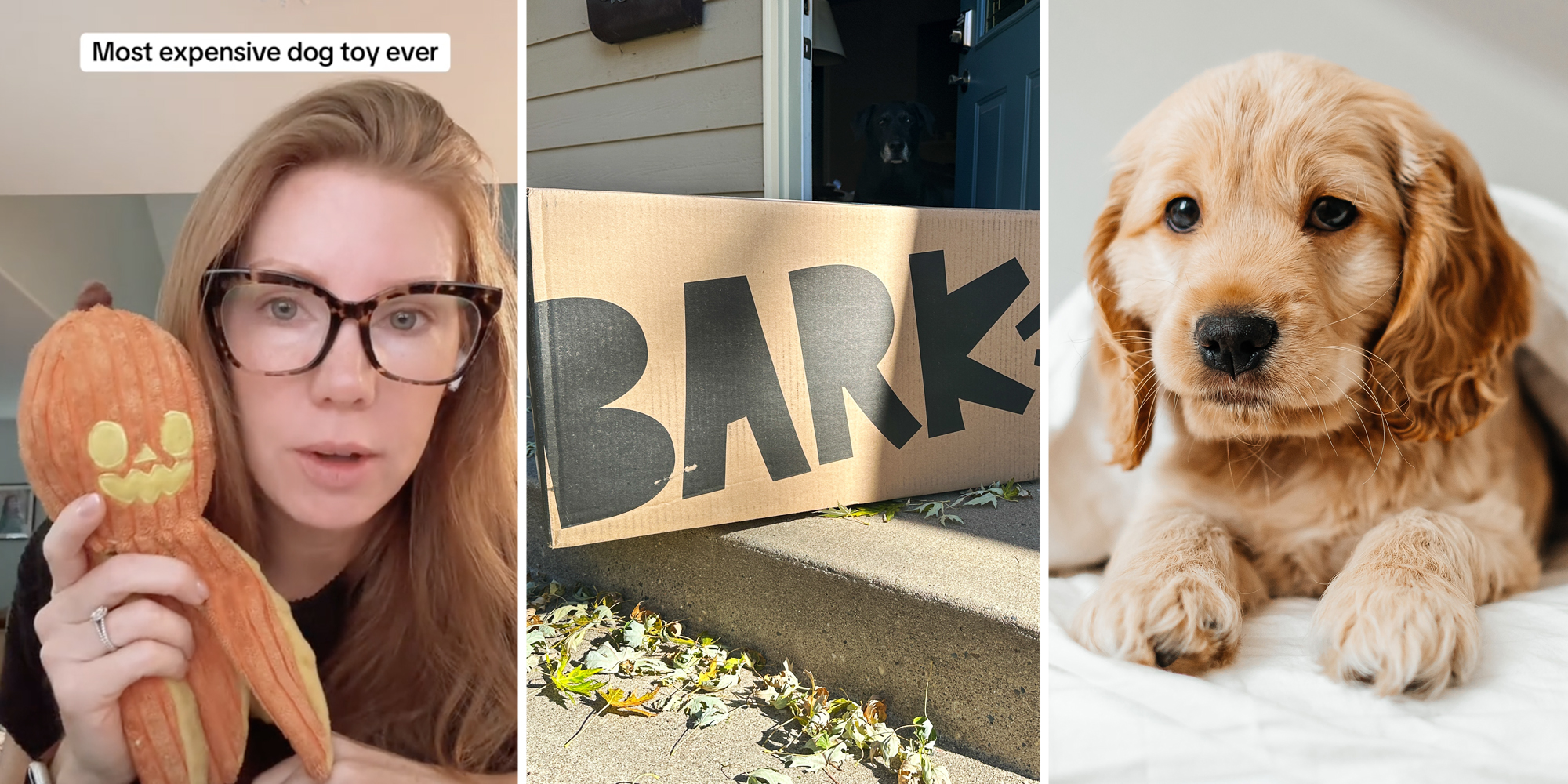 Woman holding dog toy(l), Bark Box on porch(c), Puppy on bed(r)