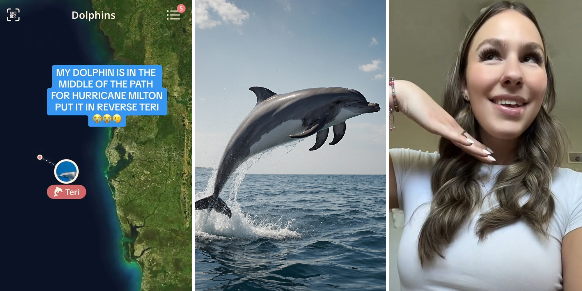Dolphin Tracker display(l) Dolphin jumping over water(c) Woman wearing white blouse(r)