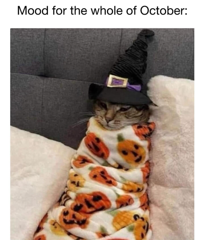 "Mood for the whole of October:" a cat burritoed in a pumpkin blanket wearing a witch hat.