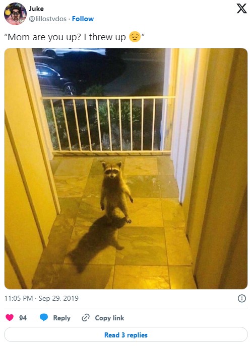 racoon “Mom are you up? I threw up 😔”