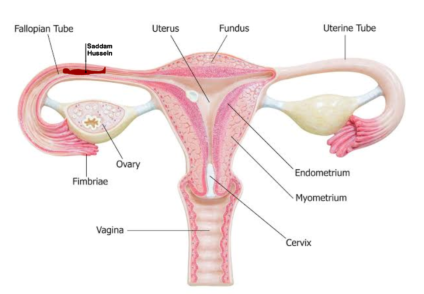 Saddam Hussein Hiding Place Memes
