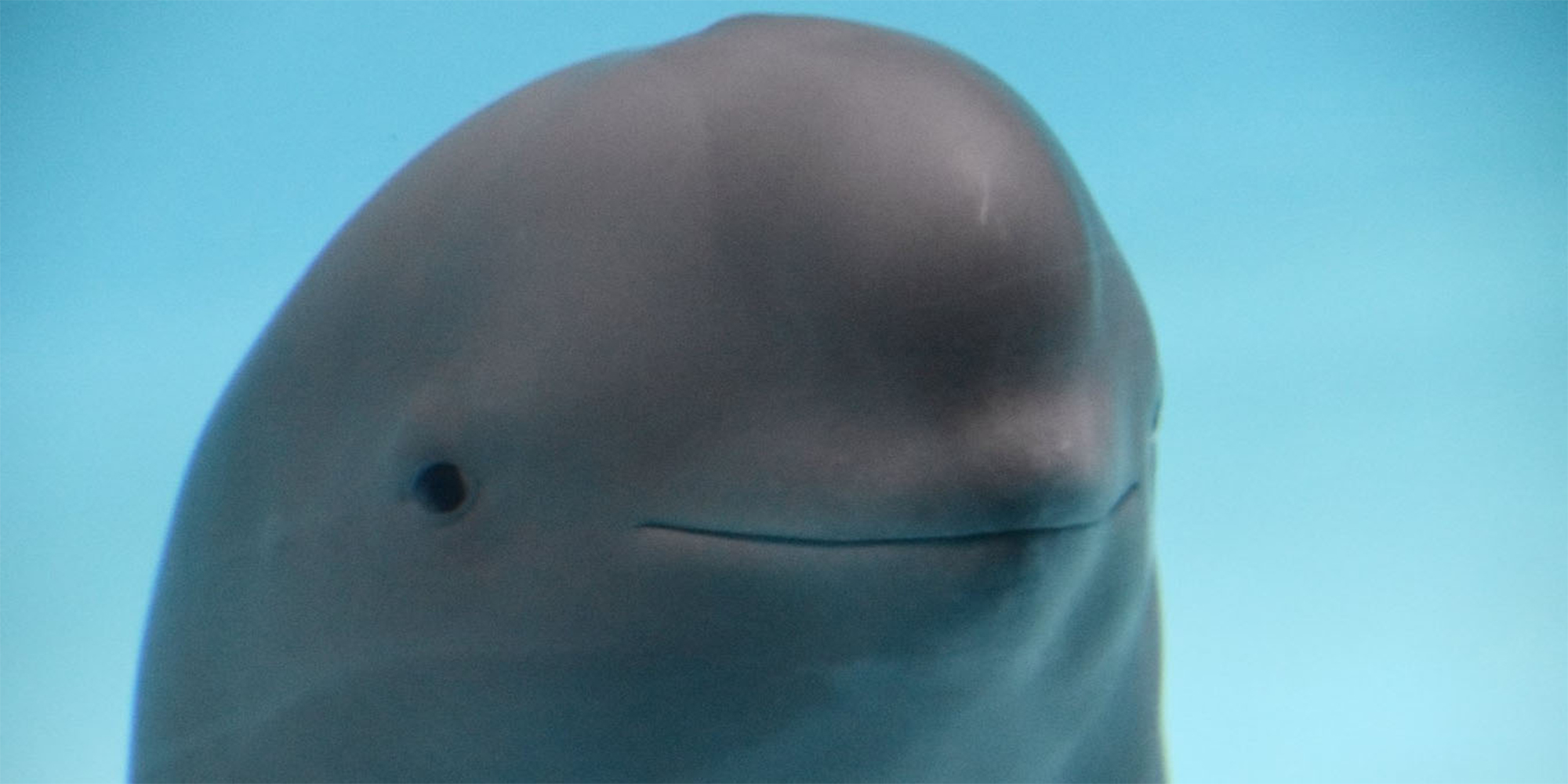 smiling dolphin meme