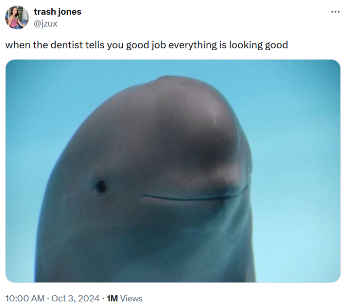 Smiling dolphin meme about dental checkups.