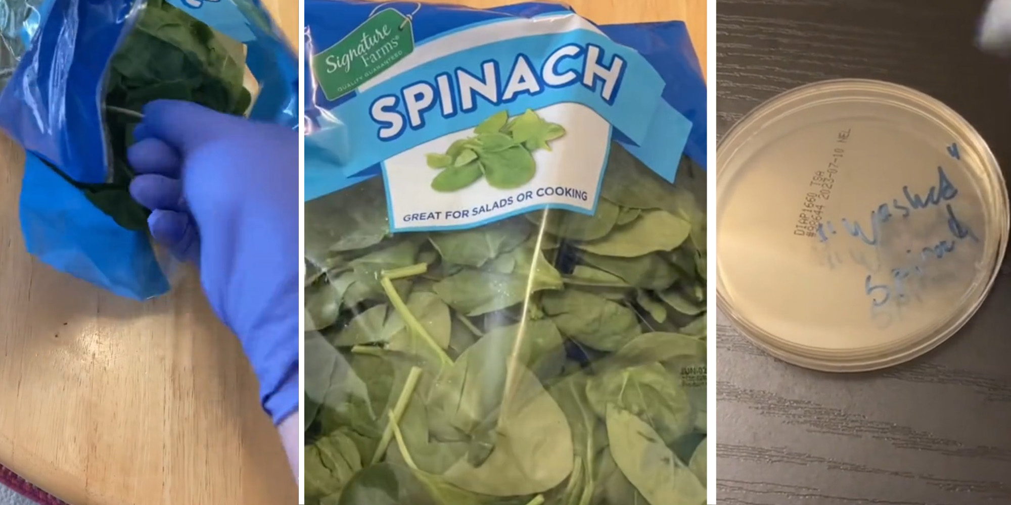 Hand wearing gloves swabbing at bag of Spinach(l) Bag of Spinach(c) Testing Container for "washed spinach"(r)