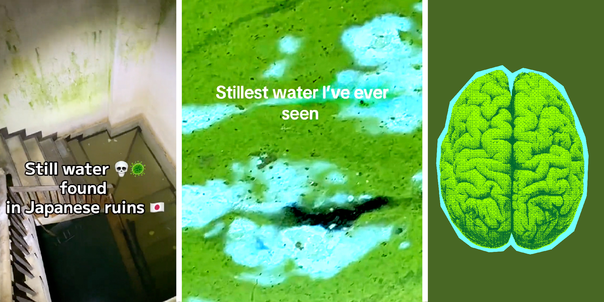 3 panel image: left panel shows a stairwell filled with greenish water with the words, "Still water found in Japanese ruins", the middle panel shows algae covered water and the words, "Stillest water I've ver seen", and in the right panel we see the illustration of a green brain.