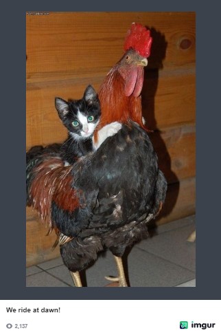 we ride at dawn cat and chicken