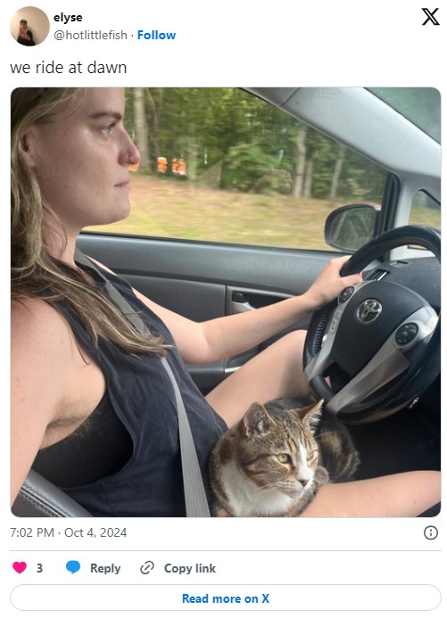 woman driving with cat on lap with tweet that says "we ride at dawn"