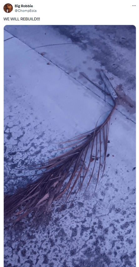 Tweet about Hurricane Milton with a photo of a fern on the ground.