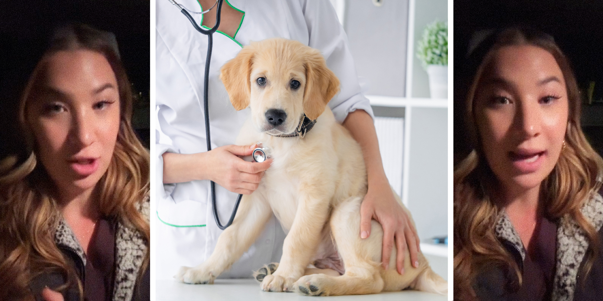 3 panel image, on the sides a person talks in their car. In the middle is an adorable golden retriever puppy being checked out by a veterinarian.