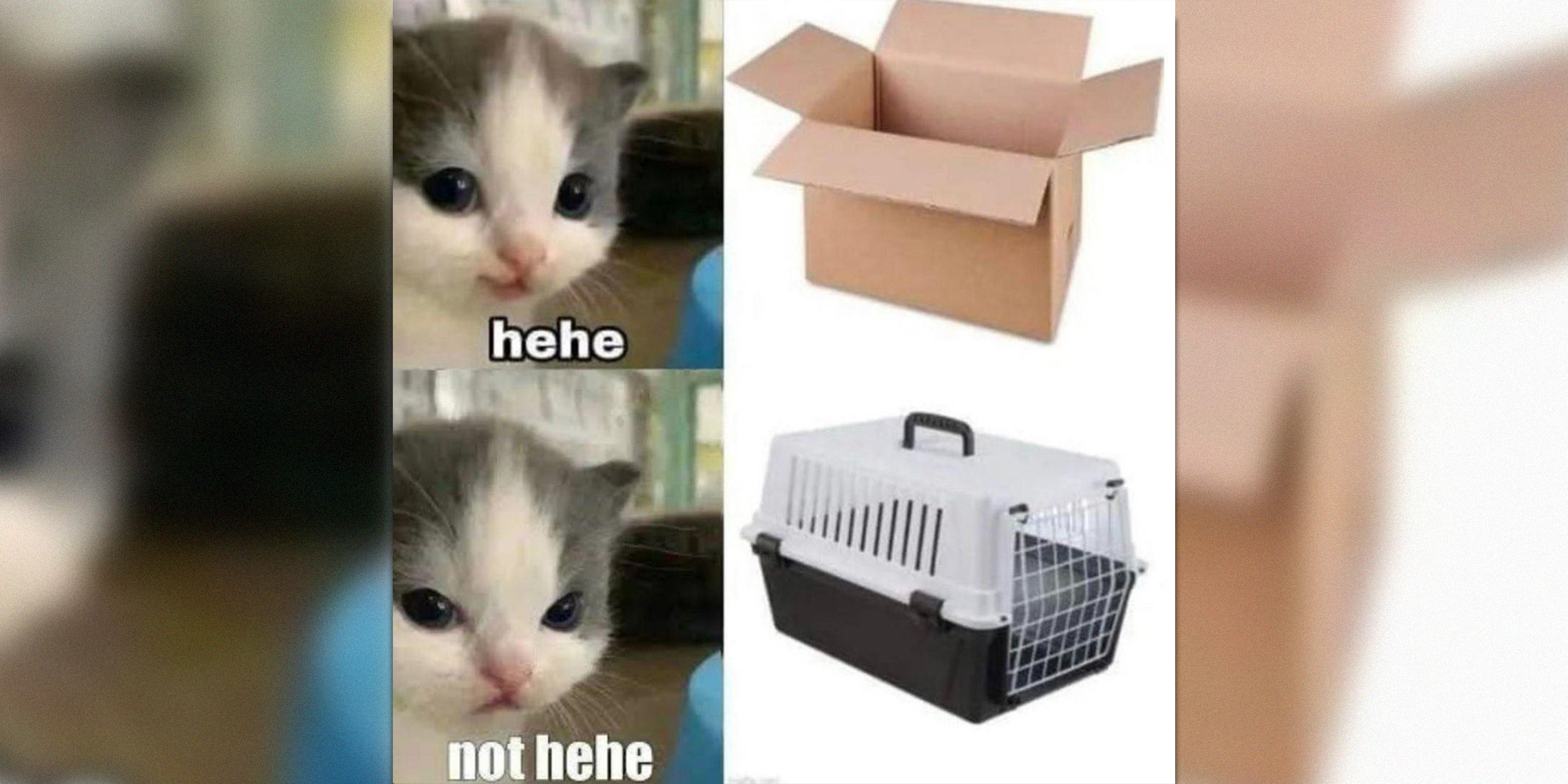 funny cat memes