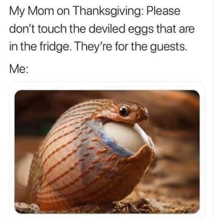 deviled eggs meme, text reads, "My Mom on Thanksgiving: Please don't touch the deviled eggs that are in the fridge. They're for the guests. Me:" photo of a snake eating an egg whole.