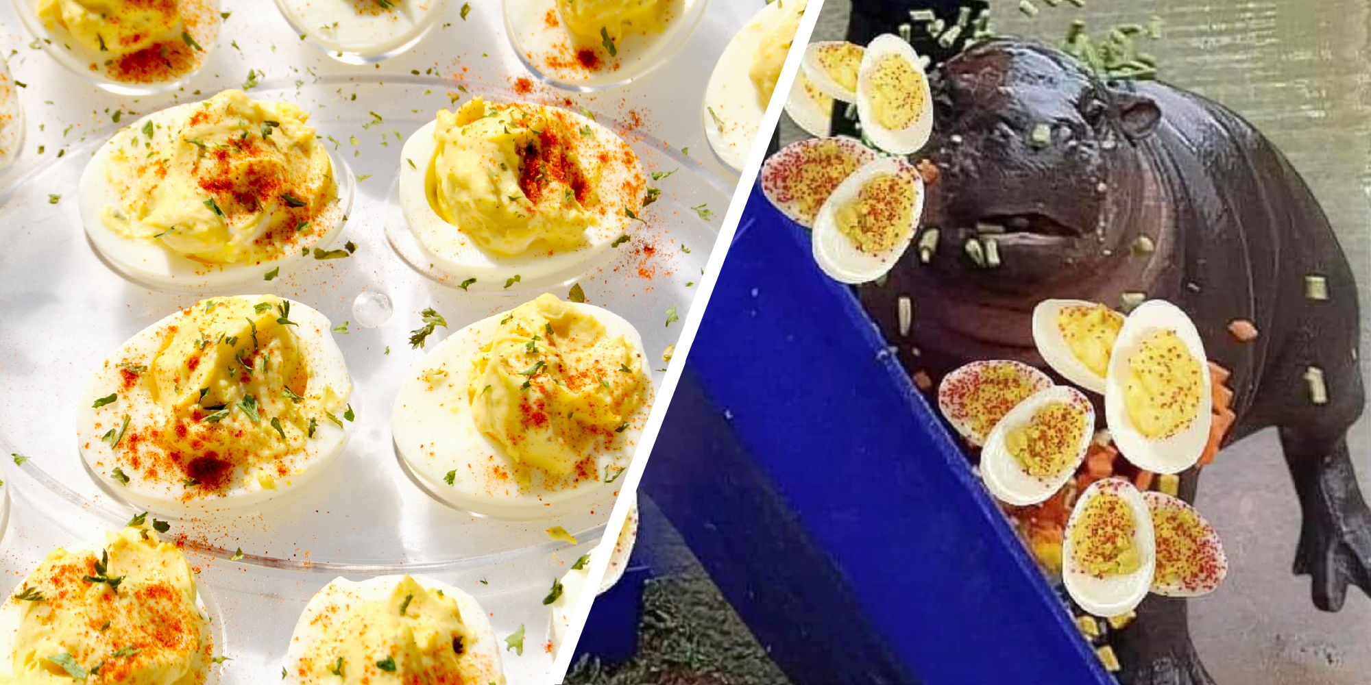 two panel image: on the left is a tray of deviled eggs, on the right is a meme of deviled eggs photoshopped on a photo of Moo Deng the pygmy rhino supermodel of the world.