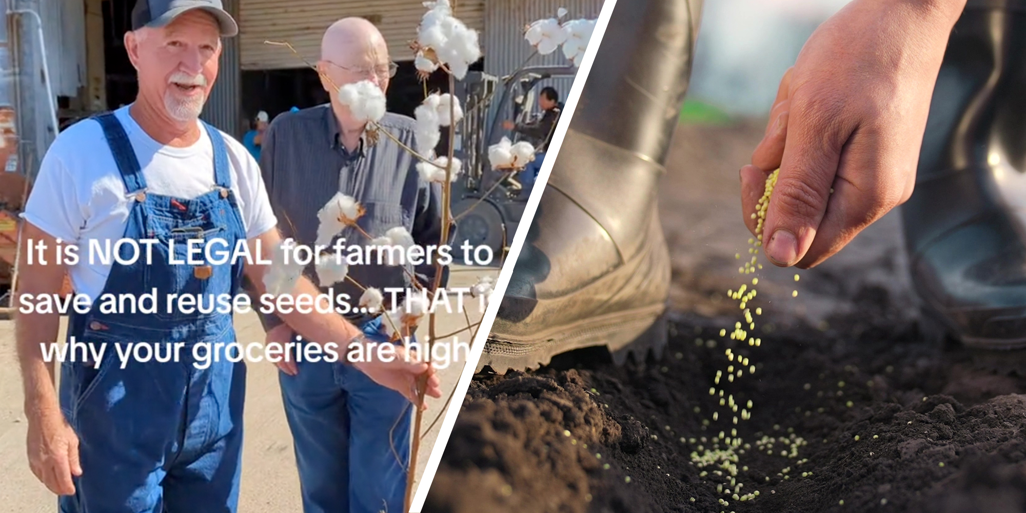 Farmer holding cotton plant with text that says "It is NOT LEGAL for farmers to save and reuse seeds...THAT is why your groceries are high."(l), Hand dropping seeds into soil(r)