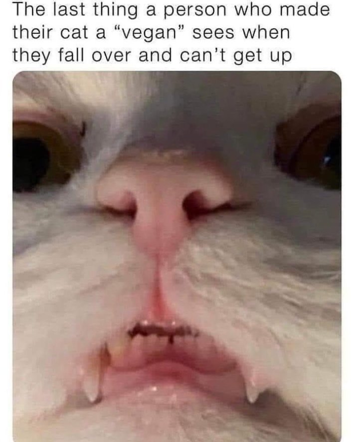 Funny cat meme with a close-up of the cat's face. "The last thing a person who made their cat a 'vegan' sees when they fall over and can't get up."