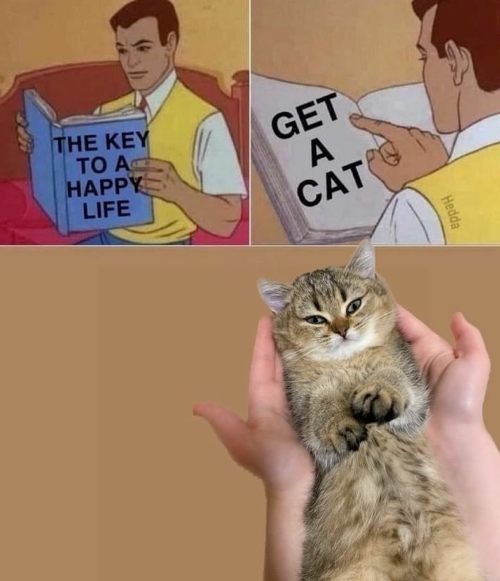 Funny cat meme of a man reading a book titled "The key to a happy life" and it says, "get a cat."