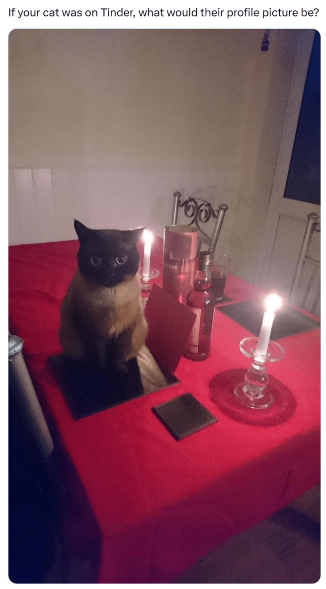 Funny cat meme, cat on a red-tablecloth table with a lit candle. "If your cat was on Tinder, what would their profile picture be?"