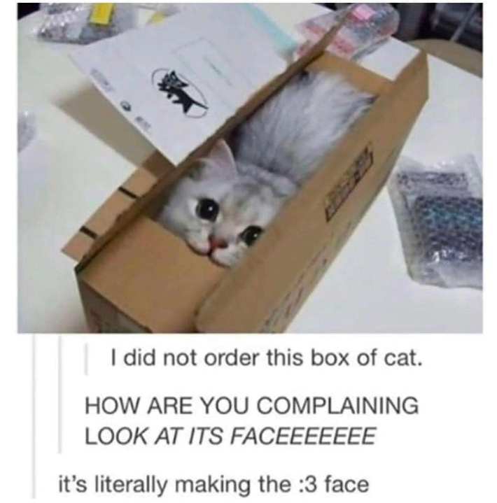 Photo of a grey cat in a narrow package. Text reads, "I did not order this box of cat." "HOW ARE YOU COMPLAINING LOOK AT ITS FACEEEEE" and finally "it's literally making the :3 face."
