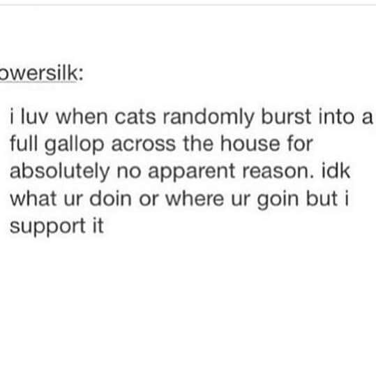 Text post that reads, "i luv when cats randomly burst into a full gallop across the house for absolutely no apparent reason. idk what ur doin or where ur goin but i support it."