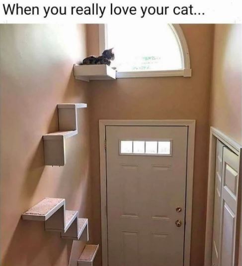 Photo of shelf stairs on a wall made specifically for a cat, who is lying down on the top shelf to look out the window above the front door. Text reads, "When you really love your cat..."