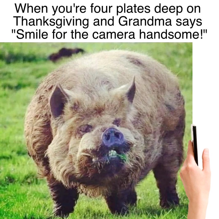 Funny Thanksgiving meme that reads, "When you're four plates deep on Thanksgiving and Grandma says 'Smile for the camera handsome!'" with a picture of a fluffy pig.