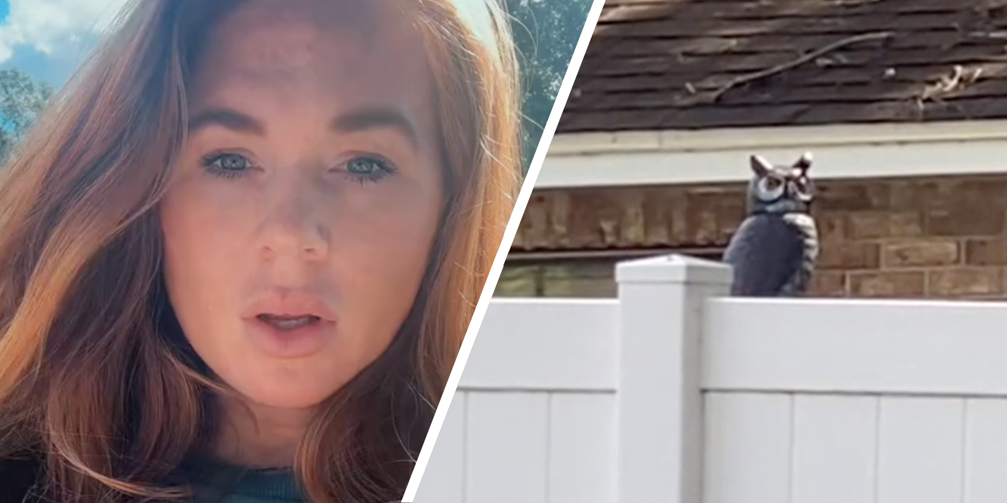 Woman talking(l), Owl peeking over fence(r)