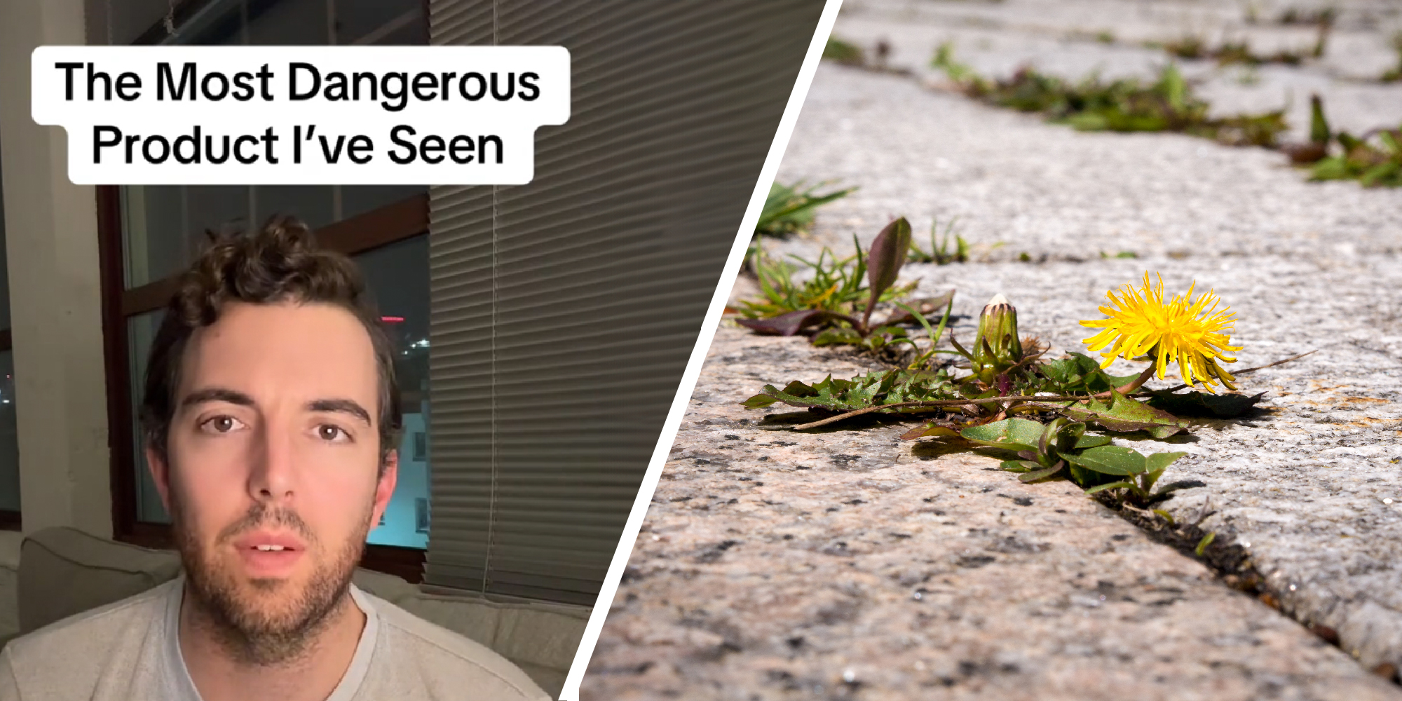 2 panel image - a person on the left with text over that read, "The Most Dangerous Product I've Seen". On the right a dandelion flower grows between cement slabs.