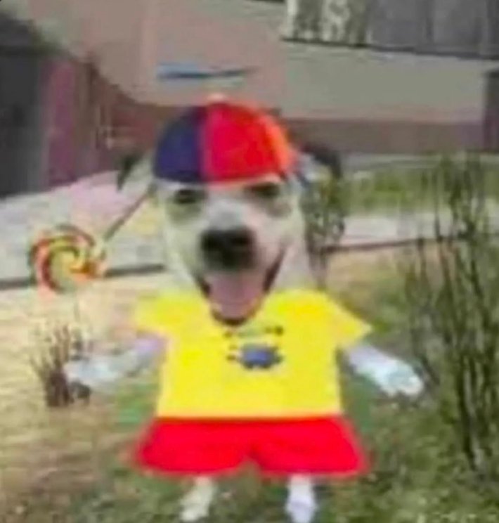 Silly Dog In A Propeller Hat meme template.