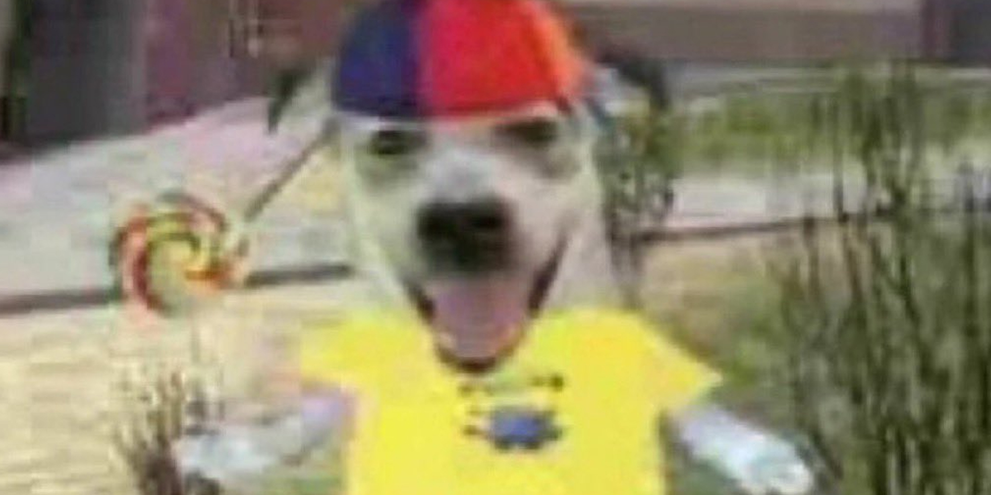 Silly dog in a propeller hat meme