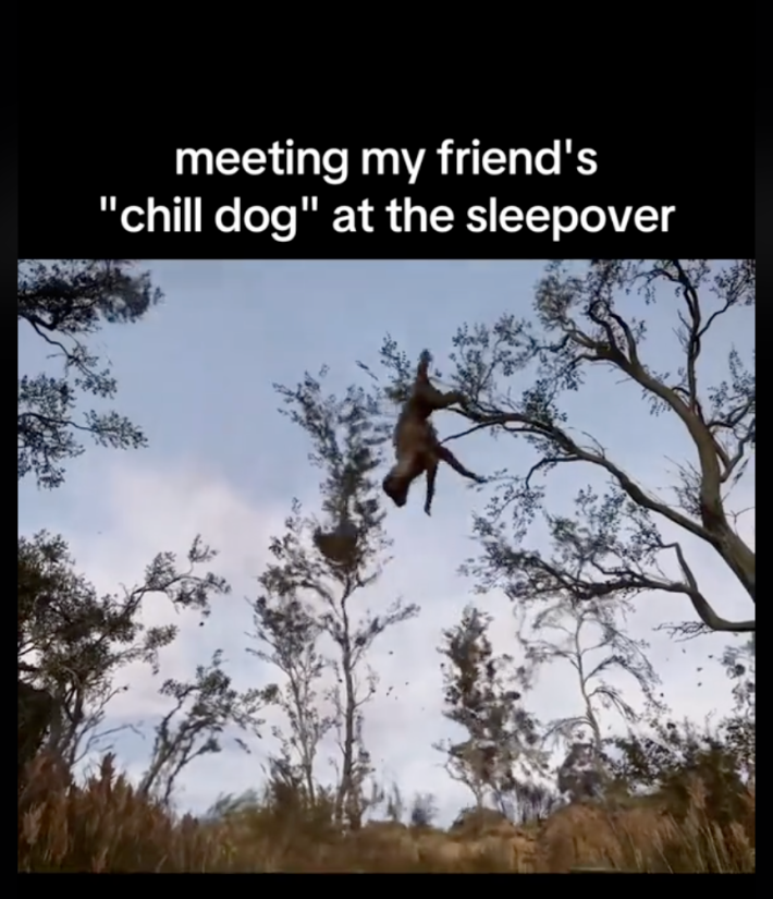 Stalker 2 meme with a dog spinning around in the air. Text overlay reads, "meeting my friend's 'chill dog' at the sleepover."