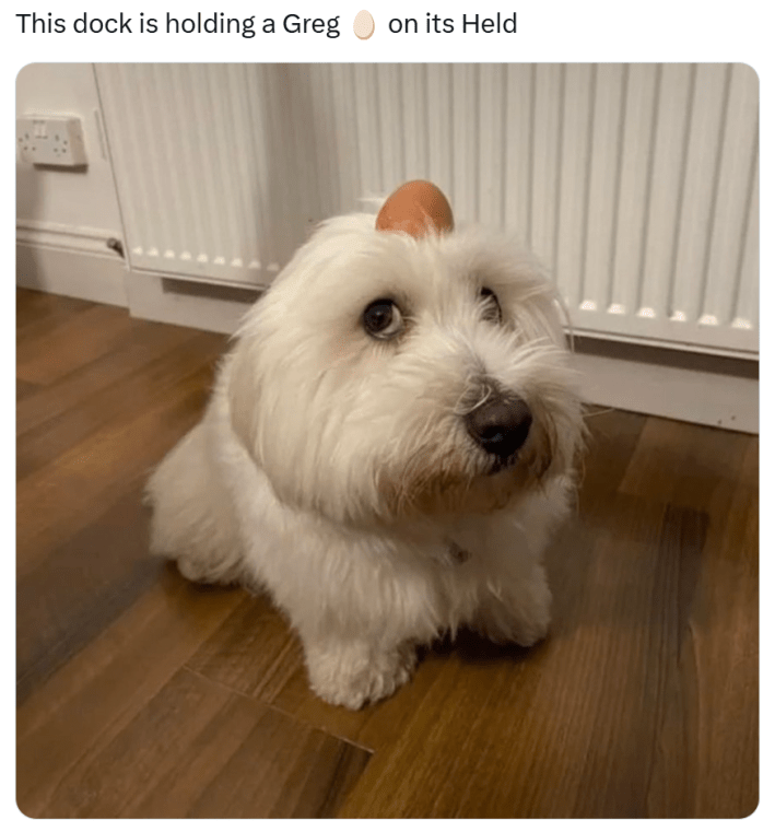 "This dock is holding a Greg on its Held" meme of a white dog with an egg on its head.