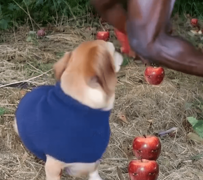 AI-generated TikTok screenshot of the Apple Dog surrounded by Wapples and staring at a naked person running behind it.